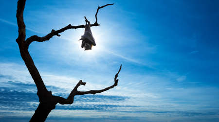 Halloween background with flying bat over bright sky