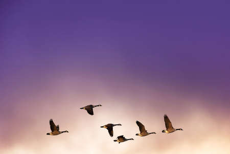 Beautiful sky on sunset or sunrise with flying birds natural background with copy spaceの写真素材