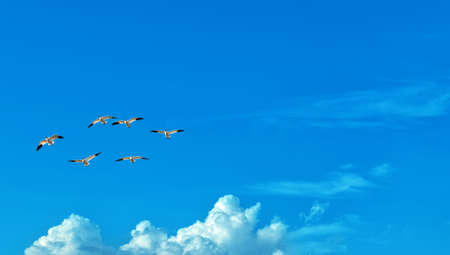 Free flying birds on cloudy sky background panoramic view with copy spaceの写真素材
