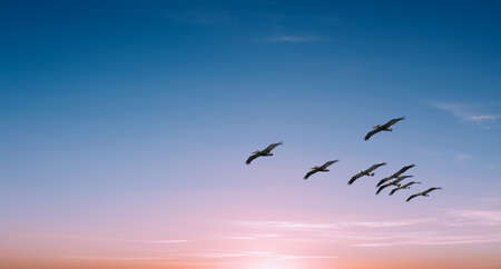 Beautiful Pelicans in flight against bright sky panoramic viewの写真素材