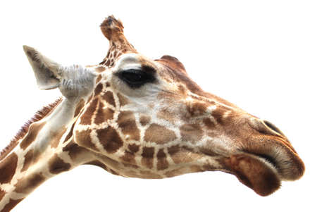 Giraffe tallest living terrestrial animals on white backgroundの写真素材