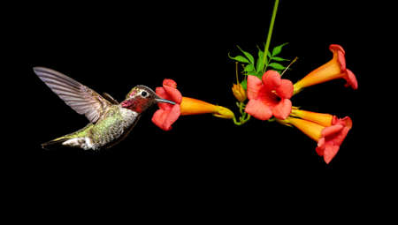 Hummingbird in flight with tropical flower over black backgroundの写真素材