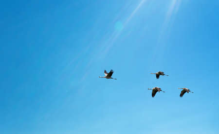 Tranquil Scene autumn or spring season conceptual symbolの写真素材