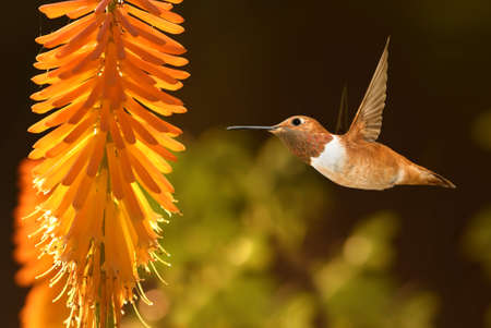 Beautiful hummingbird flying over tropical flower kniphofiaの写真素材
