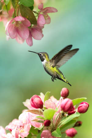 Tiny hummingbird over blurred green spring backgroundの写真素材