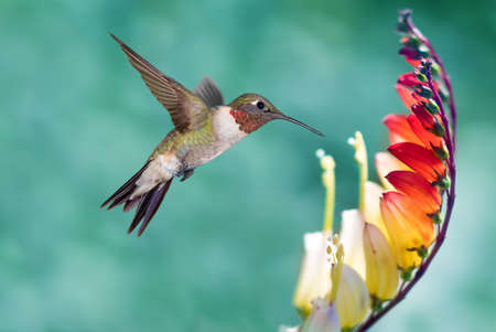 Tiny hummingbird over blurred spring or summer background