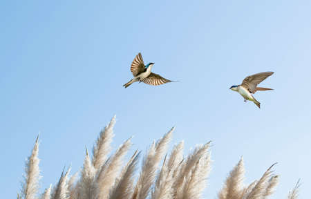 Two Barn Swallow over Blue Sky Background