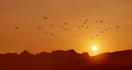 Birds over bright orange sky Autumn Concept Panoramic imageの写真素材