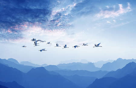 Bright sky with flying birds natural background environment or ecology concept