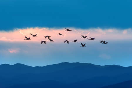 Large group birds in flight above the mountains, animals in the wild, travel, migration, and ecology conceptの写真素材