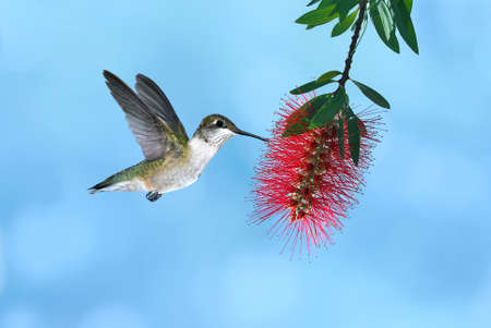 Tiny hummingbird hovering and feeding from Bottlebrush Flower over blue backgroundの写真素材