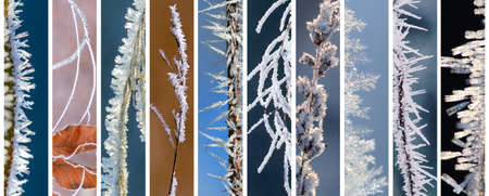 Frozen plants in autumn park covered with frost, panoramic view