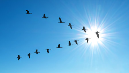Migratory birds in V Formation, travel over long distancesの写真素材