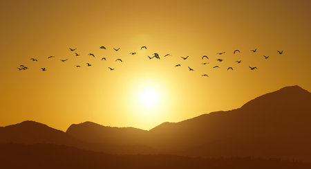 Birds flying against evening sunset environment or ecology concept panoramic viewの写真素材