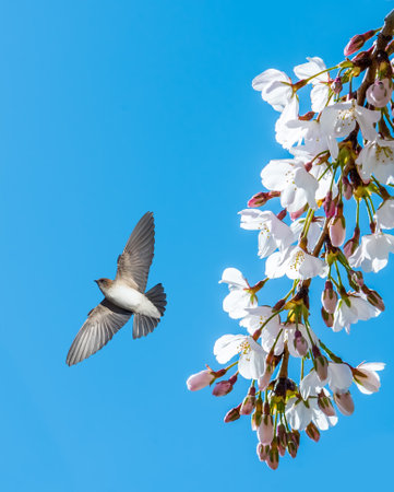 Barn swallow soars freely against a backdrop of clear blue sky, with a scattering of pink cherry blossoms in the frameの写真素材