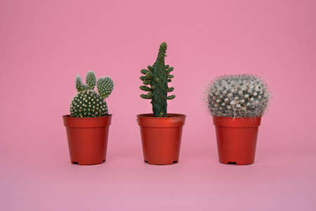 Cacti on a pink backgroundの写真素材