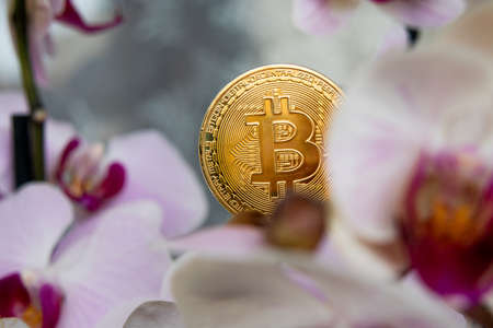 Bit coin among flowers, purple and pink orchidsの写真素材