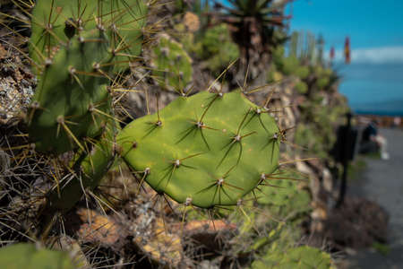 Close-up of a cactus with thorns and the sea and blue sky in the backgroundの写真素材