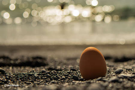 Egg floating in the sand, background of the ocean at sunsetの写真素材
