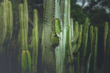 Cactus selective focus with blurred green background