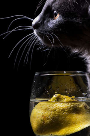 Gray cat drinking a glass of lemon drink on a black backgroundの写真素材