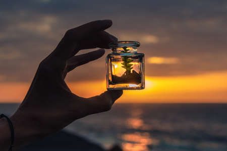 Closed green plant with soil in a glass jar at sunsetの写真素材