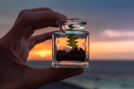 Closed green plant with soil in a glass jar at sunsetの写真素材