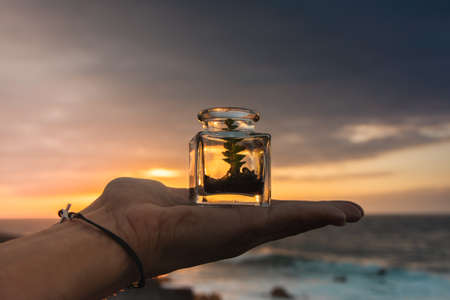 Closed green plant with soil in a glass jar at sunsetの写真素材