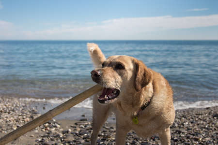 Dog on the beach with a stick in his mouthの写真素材