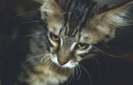 Portrait of a cat with stripesの写真素材