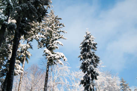 Winter landscape in the forest