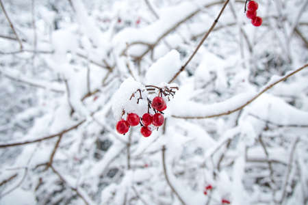 Red fruits covered with snowの写真素材
