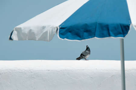 Pigeon on a white wall under a blue umbrellaの写真素材