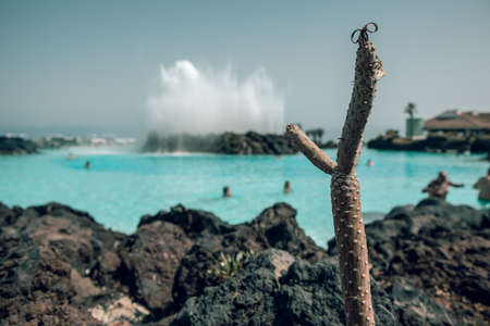 Dried cactus up close, against the backdrop of a fountain pool