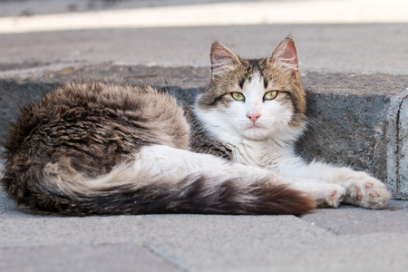 Beautiful cat relaxedの写真素材