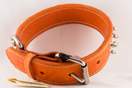 Collar for dogsの写真素材
