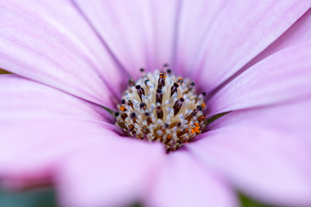 Purple daisyの写真素材