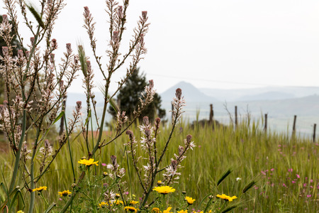 Hillock and vegetationの写真素材