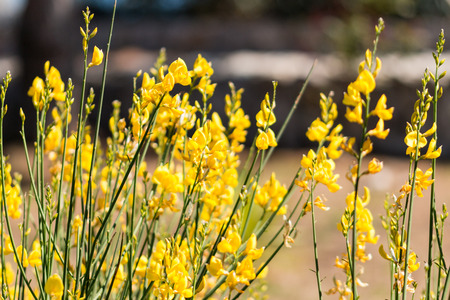 Grass and yellow flowersの写真素材