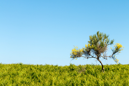 Yellow Lonely Tree in the fernsの写真素材