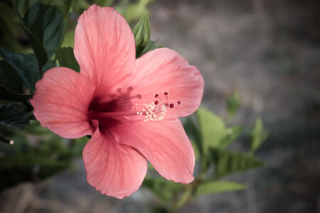 Hibiscus close up macro green red sunの写真素材