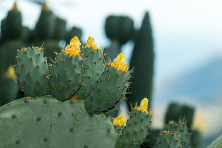 Prickly Pear on a green plants with thornsの写真素材