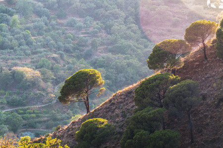 Trees on steep hill in Sicilian outbackの写真素材