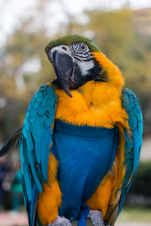 Parrotの写真素材