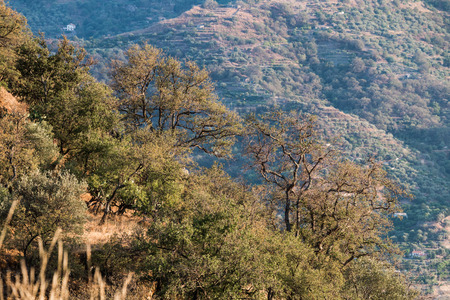 Trees on steep hill in Sicilian outbackの写真素材