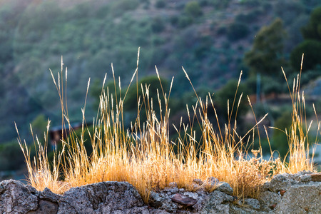 Tufts of dry grass taken on sunsetの写真素材