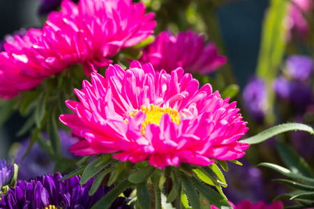 Close - up of big purple flowerの写真素材