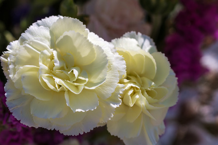 Close - up of big white flowerの写真素材