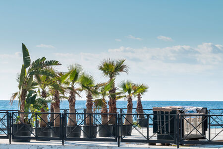 Palm trees in the wind on the terrace for summer swimmersの写真素材
