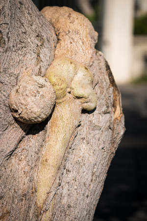 Strange root grown on the bark of the trunkの写真素材